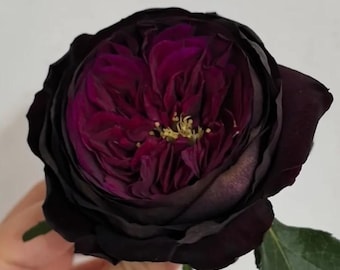 Rare Rose 'Zi Rong' 紫茸 Shrub Rose, 2-3gal Live Plant, Velvet Purple Rose, Very Large Bloom, Repeat Blooming, Strong Lemon Fragrance