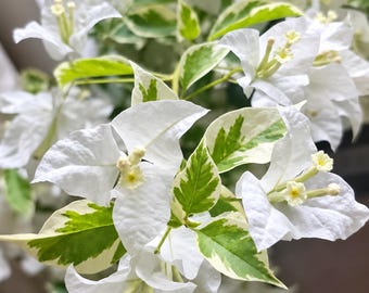 Rare Bougainvillea - Mrs Eva White Variegata 银边白 - 2 Gal Live Plant - White Flower Variegated Bougainvillea - Ornamental Foliage