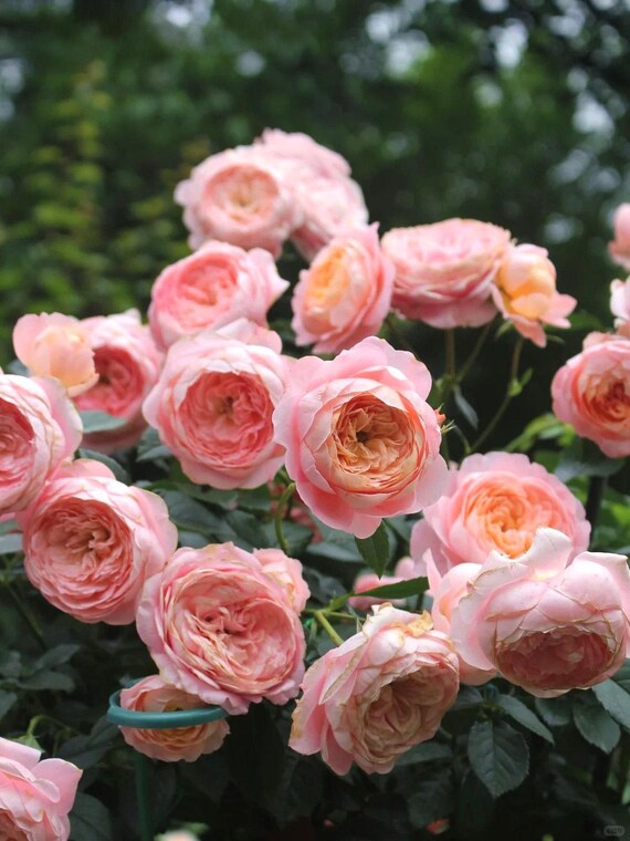 Rare Rose 'juzi' 橘子 Shrub Rose, 2-3gal Live Plant, Tianlang Rose