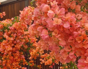 Rare Bougainvillea 'Sunset' 日落, 2-3gal Live Plant, Multicolor Orange Pink Red Vine Plant, Color Changing, Fast-Growing, Easy Care