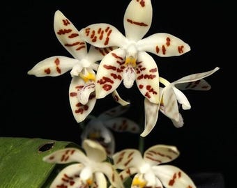 Phalaenopsis zebrina, Blooming size, White Flower with Brown/Red Spots, Species Orchid - Live Plant