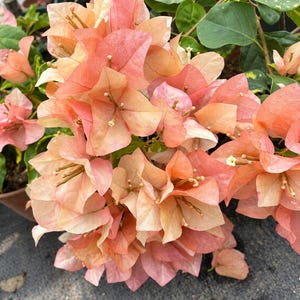 Bougainvillea Yellow Variegated - Etsy