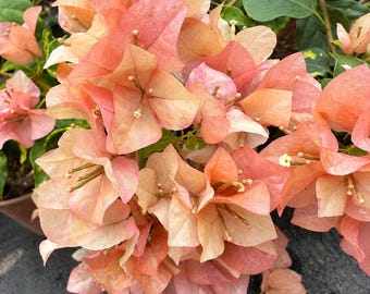 Rare Bougainvillea - Orange September 橙九月 - 2 Gal Live Plant - Orange Pink Multicolor Variegated Bougainvillea - Prolific Bloomer