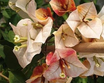 Rare Bougainvillea 'Creme Brulee' 飞燕, 2gal Live Plant, color changing Beige Brown Orange Pink vine plant, Fast-Growing, Easy Care