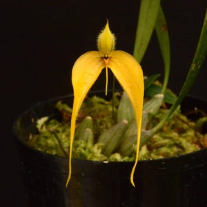 Bulbophyllum championii, Fragrant, Miniature, Blooming size, Stunning Yellow Flower - Live Plant Orchid