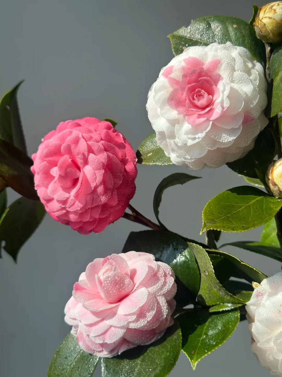 Camellia Japonica 'shiba Xueshi' 十八学士 **hand Selected Plant