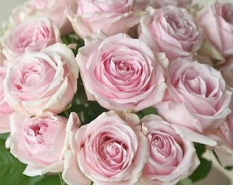 Rare Rose【Sweet Avalanche】, Popular Rose (粉雪山), 1.5-2gal Live Plant Smaller size*, Shrub Rose, Great for cutting, long-lasting, Cold Hardy