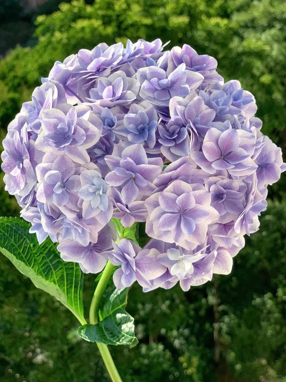 Hydrangeas 'meikyo Shisui' 明镜止水, 2-3gal Live Plant, Hydrangea
