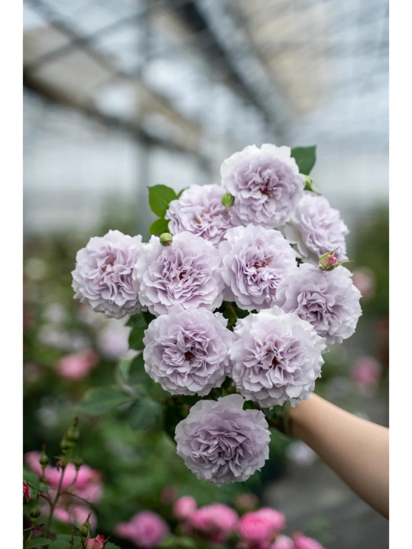 Coel Shrub Roses Rare Rose 'jise' 霁色 Shrub Rose, 2-3gal Live Plant, Tianlang Rose, Heat ...