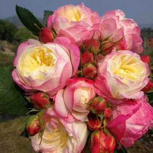 May include: A close-up of a bouquet of roses. The roses have a mix of colors, with yellow centers and pink petals. Some buds are a deep red. Green leaves are visible.