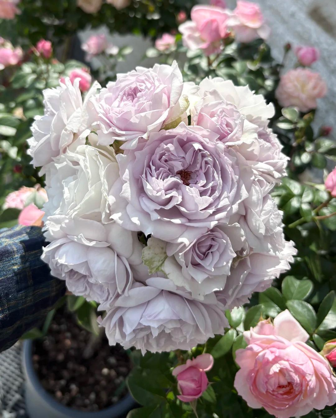 Rare Rose 'jise' 霁色 Shrub Rose, 2-3gal Live Plant, Tianlang Rose