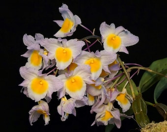 Dendrobium farmeri (pink bloom), Fragrant, Blooming size, Pink Flower with Big Yellow Lip, Species Orchid - Live Plant