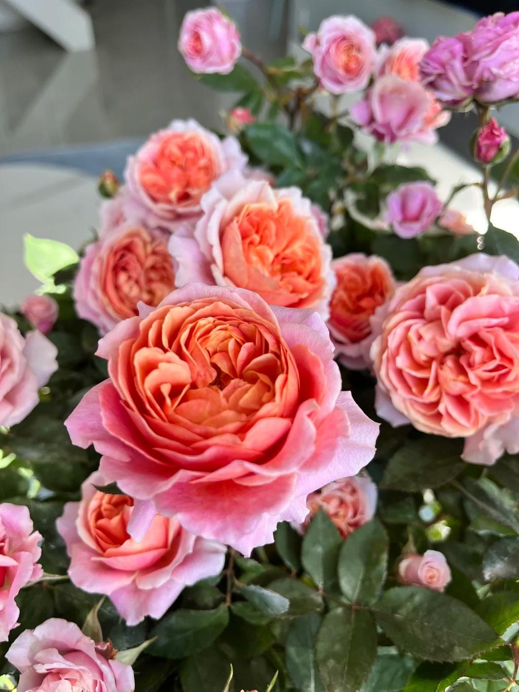 Rare Rose 'xingchen' 星尘 Shrub Rose, 2-3gal Live Plant, Tianlang
