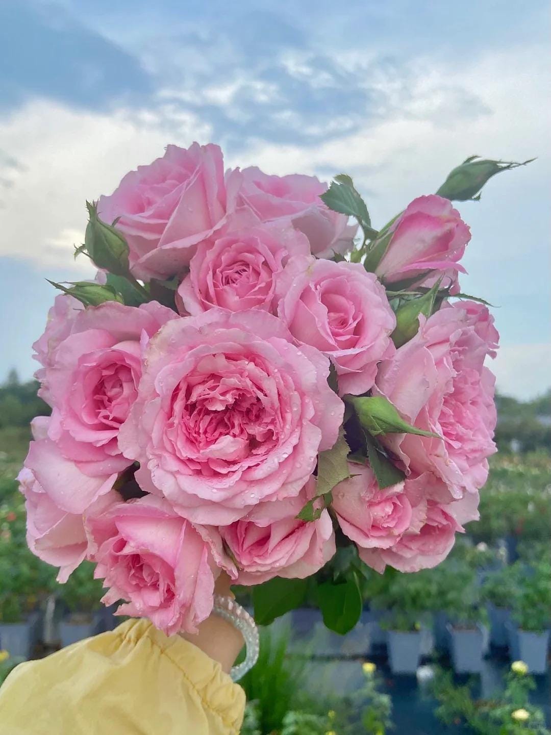 Rare Rose 'rien Rose' 绊 Popular Rose, 2-3gal Live Plant, Shrub Rose ...