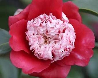 Camellia japonica 'Bokuhan' 卜伴 Rare Camellia 1.5-2gal Live Plant, Red Anemone Form Flower Camellia, Mini Karako Form, Bicolor Bloom Pink