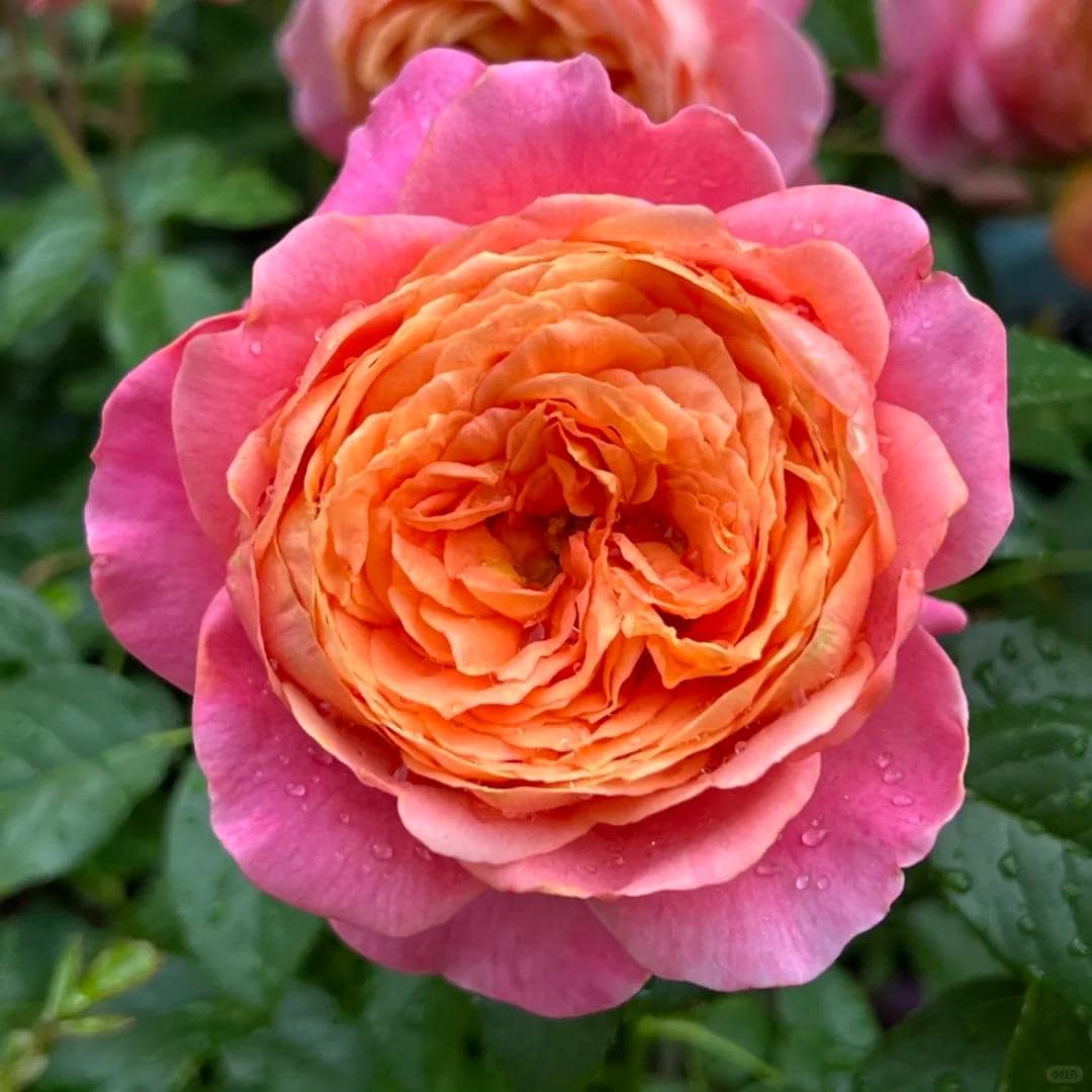 その他 rose Rare Rose 'juzi' 橘子 Shrub Rose, 2-3gal Live Plant, Tianlang Rose