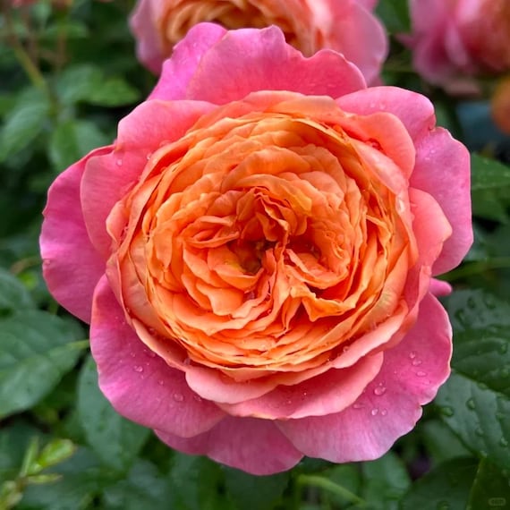 Rare Rose 'juzi' 橘子 Shrub Rose, 2-3gal Live Plant, Tianlang Rose