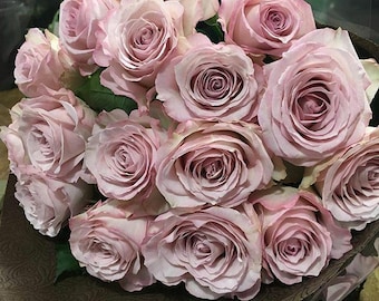 Rare Rose【Rhapsody】, Shrub Rose (深海狂想曲), 3-5gal Live Plant, Heat Tolerant Rose