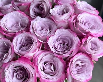 Rare Rose 'Glamorous' 气场 Shrub Rose 1.5gal Live Plant, Lavender Bicolor Rose, Long Vase Life, Cut Flower Rose, Soft Tone Magenta Edge Purple