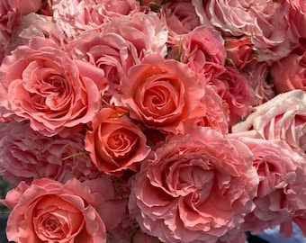 Rare Rose 'Corail Gelee' 珊瑚果冻 Shrub Rose, 3-5gal Live Plant, Floribunda Rose, Heat Tolerant, Disease Resistant, Rose for Cutting, Rich Pink