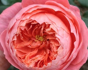 Rare Rose 'Summer Fireworks' 夏日花火 Shrub Rose, 2-3gal Live Plant, Tianlang Rose, Vigorous Growth, Orange Salmon Pink Rose, Mother's Day Gift