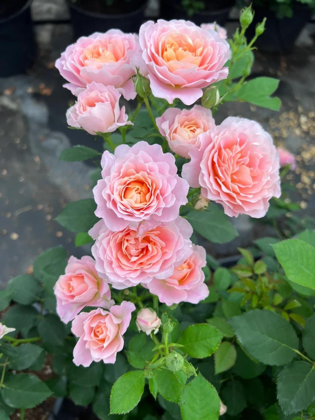 Rare Rose 'zhiqiu' 知秋 Shrub Rose, 2-3gal Live Plant, Tianlang