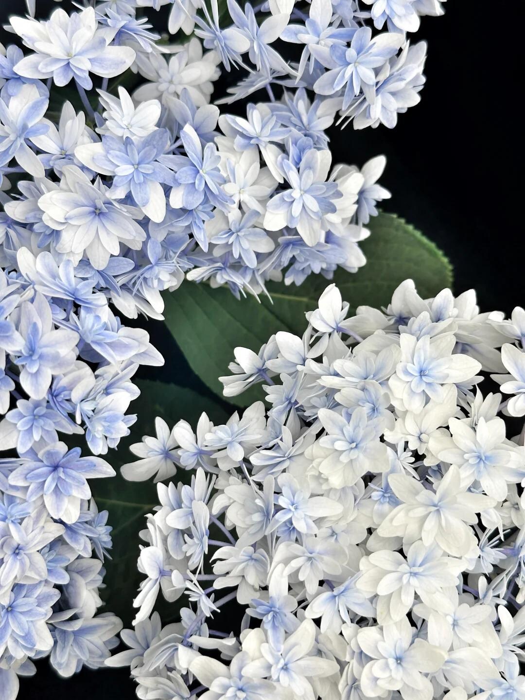 Japanese Hydrangeas ‘kaguya’ 辉夜姬, 2-3gal Live Plant, Hydrangea ...