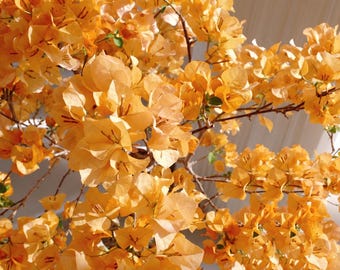 Rare Bougainvillea - Golden Glow 金色光辉 - 2 Gal Live Plant - Golden Yellow Orange Pink Color-Changing Bougainvillea