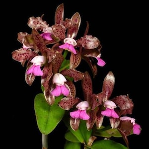 Cattleya leopoldii (syn. C. tigrina), Fragrant, Blooming Size, Stunning Spotted Orchid - Live Plant