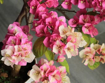 Rare Bougainvillea - Kelisa 金龙鱼 - 2 Gal Live Plant - Yellow White Pink Color-Changing Bougainvillea - Rain Tolerant