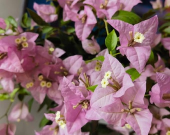 Rare Bougainvillea - Cypheri 赛弗里 - 2 Gal Live Plant - Pink Purple Color-Changing Variety Bougainvillea Plant