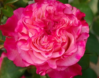 Rare Rose 'Carmen' 卡门 Shrub Rose 3-5gal Live Plant, Cut Flower Rose, Big Flower, Heat Tolerance, Rain Resistance, Fragrant, Pink Large Bloom