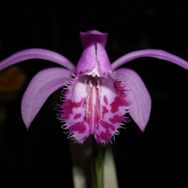 Pleione bulbocodioides, Blooming Size, Orchid Purple Pink