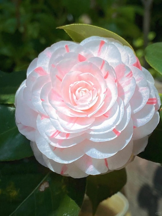 Camellia Japonica 'shiba Xueshi' 十八学士 **hand Selected Plant