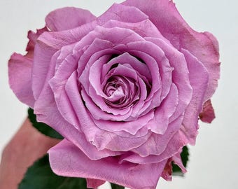 Rare Rose 'Maritim' 玛丽蒂姆 Shrub Rose, 2-3gal Live Plant, Cut Flower Rose, Large Bloom, Disease resistant, Lavender Purple Rose