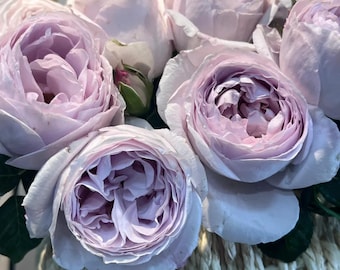 Rare Rose【Night Light Cup】, Shrub Rose (夜光杯), 2-3gal Live Plant, Tianlang Rose, Floribunda rose, Repeat Blooming Rose, Long Lasting Rose