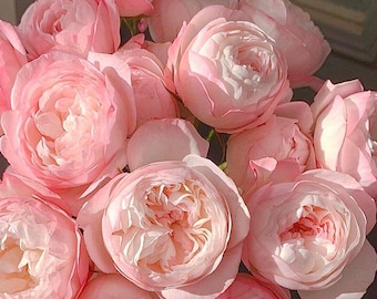Rare Rose 'Strawberry Macaron' 草莓杏仁饼 Popular Rose, 1.5-2gal Live Plant*Smaller size, big Shrub Rose, Heat Resistant, Disease Resistant, Pink