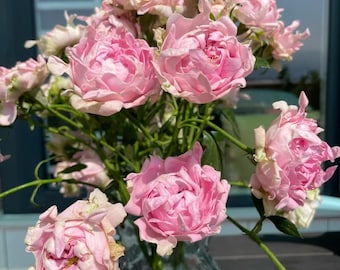 Rare Rose【Chakra】, Popular Rose (查克拉海葵), 1.5-2gal Live Plant**Smaller size** , Shrub Rose, Few thorns, Very unique petal shape, Compact rose