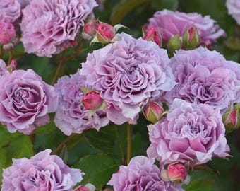 Rare Rose 'Colin Craven' 柯林克莱文 Shrub Rose, 3-5gal Live Plant, Fragrant Rose, Repeat Bloomer, Floribunda Rose, Disease Resistant, Lavender