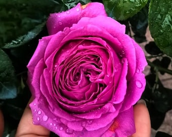 Rose【scheherazade| シェエラザード】-1.5 Gal Ownroot | Rare Rose