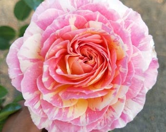 Rare Rose 'Claude Monet' 莫奈 Shrub Rose, 2-3gal Live Plant, Striped Rose, Easy Care, Color changing, Heat Tolerant, Disease Resistant, Pink