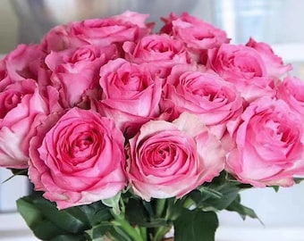 Rare Rose 'Candy Avalanche' 糖果雪山 Shrub Rose, 2-3gal Live Plant, Huge Pink Blooms, Long Lasting Cut Flower Rose
