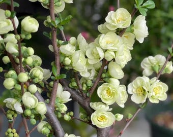 Japanese Flowering Quince 'Emerald' 绿宝石, 1.5-2gal Live Plant, Quince Bonsai, Chaenomeles speciosa, Chaenomeles x superba green white