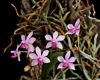 Phalaenopsis wilsonii orchid, pink purple orchid