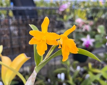 Guarianthe aurantiaca 'Limone'x'Dark Yellow', Fragrant, Blooming size, Cattleya orchid， Yellow Orange Flower - Live Plant