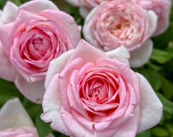 Rare Rose 'Fendai' 粉黛, Shrub Rose, 2-3gal Live Plant, Tianlang, Strong Fragrant Rose, Floribunda, Heat Tolerant, Disease Resistant, Pink
