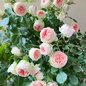 May include: A lush arrangement of pink and white roses with green leaves. The roses have a soft, layered appearance, with the pink petals concentrated in the center. The flowers are in full bloom, creating a vibrant display.