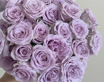 Shrub Rose 'Daizi' 黛紫 Shrub Rose 2-3gal Live Plant, Disease Resistant, Rose for Cutting, Floribunda Rose, Purple Lavendar Garden Rose