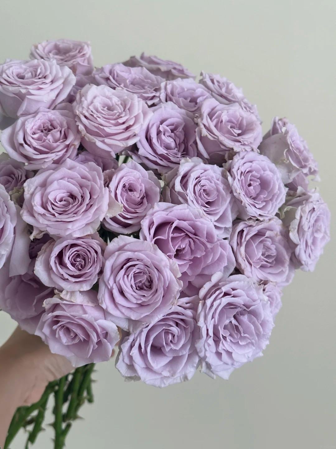 Japanese Rose Cutting - Etsy