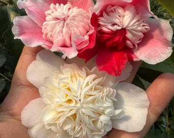 Camellia japonica 'Anemone Five Color' 托桂五色赤丹 VERY RARE Camellia, 3-5gal Live Plant, Color Changing, Variegated Camellia, Pink Red White Bud